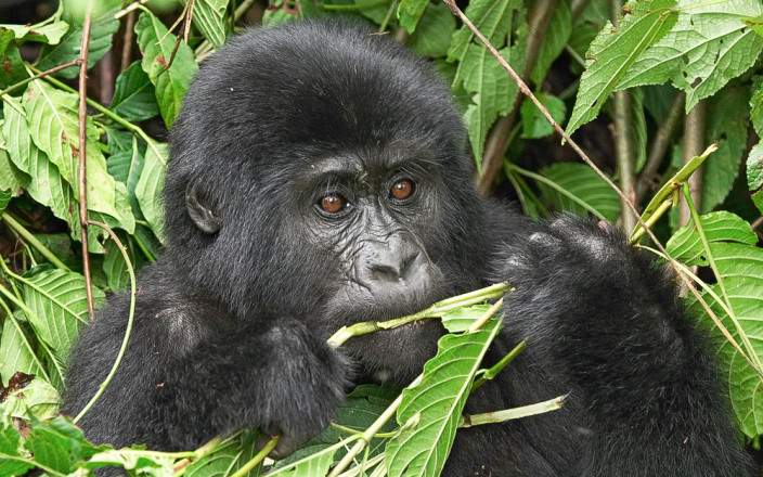 Bwindi_Impenetrable_National_Park_045