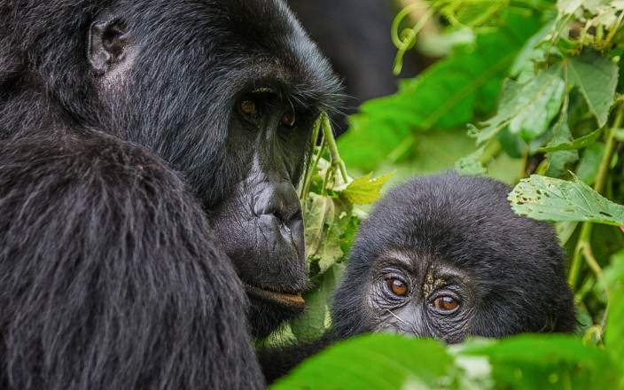 Bwindi_Impenetrable_National_Park_051