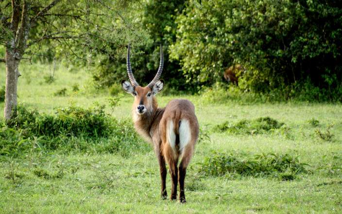 Defassa Waterbuck