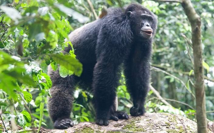 Kibale_National_Park_012