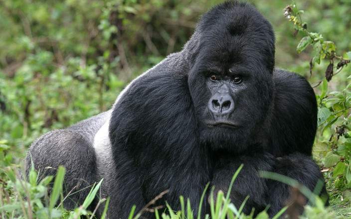 Rwanda gorilla trekking safari