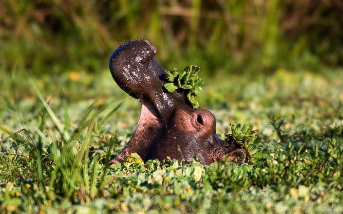 hippopotamus