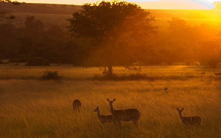 uganda kob at sunset