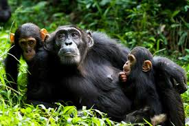 9 Days Uganda primate safari