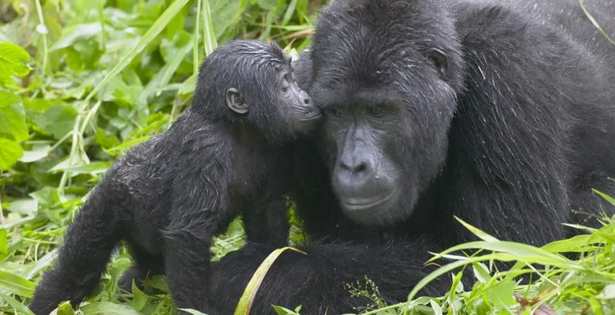 Where to see mountain gorillas in Uganda