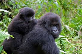 Rwanda gorilla trekking safari