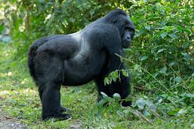 3 Days Uganda Gorilla Trekking Safari from Kigali