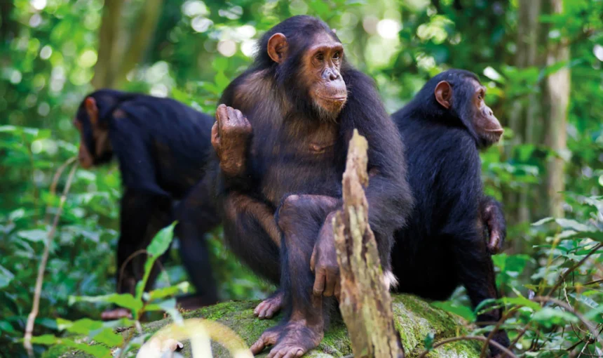 A Guide to Chimpanzee Trekking in Nyungwe National Park