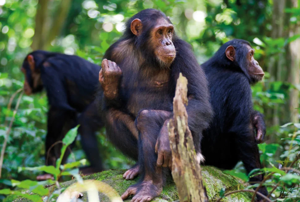 Chimpanzee Trekking in Nyungwe