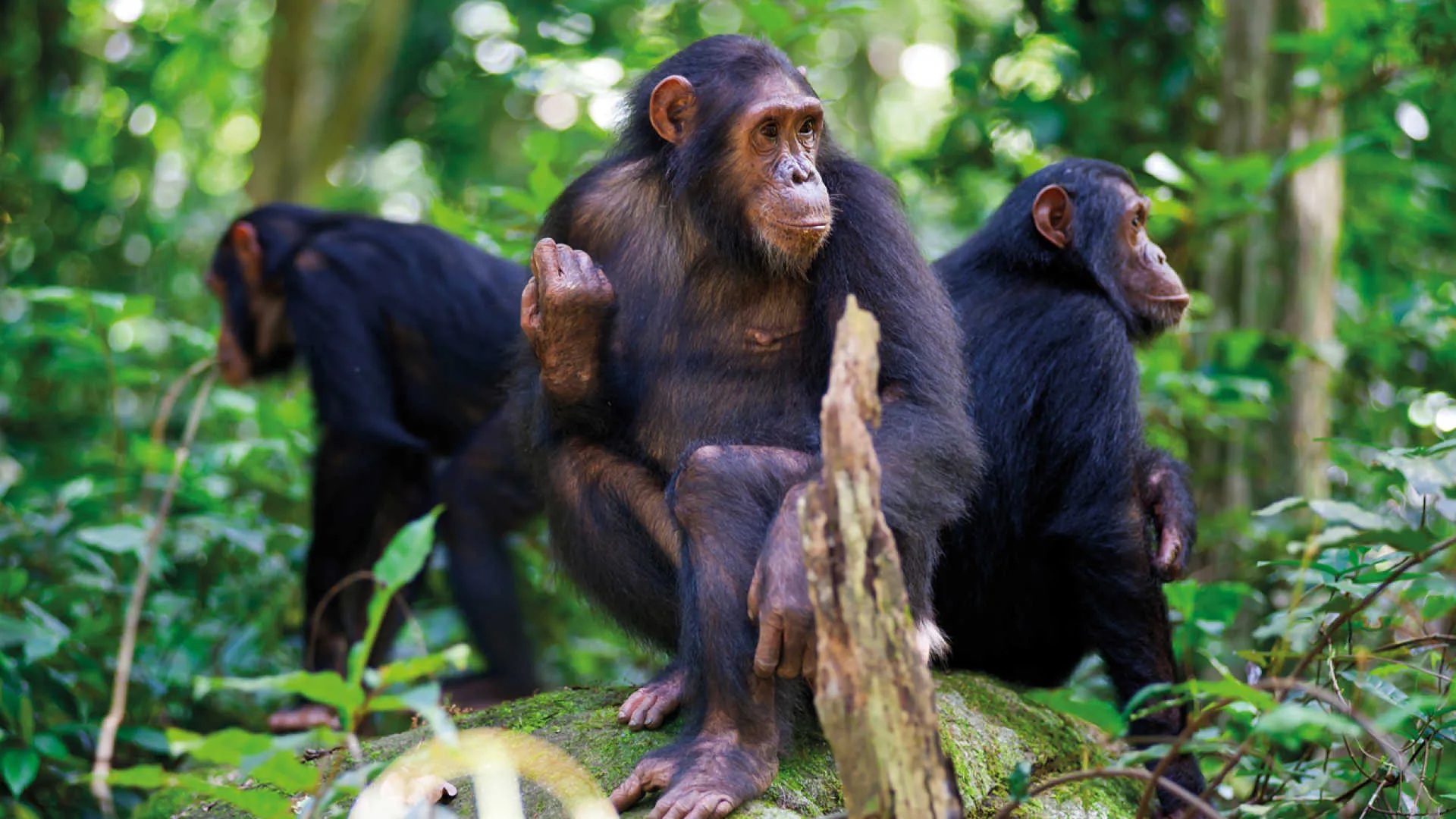 Chimpanzee Trekking in Nyungwe