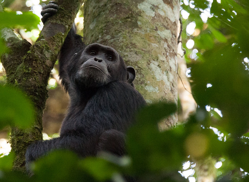 Iconic primate tracking safari holiday.