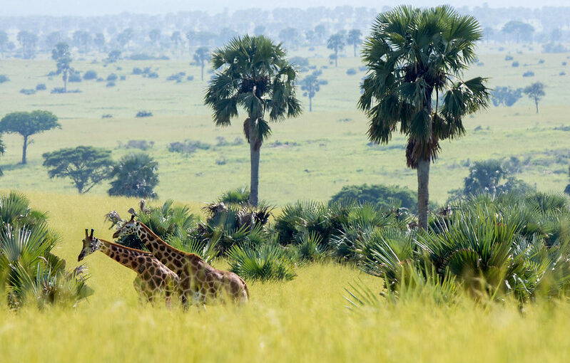 Budget travel in Uganda.