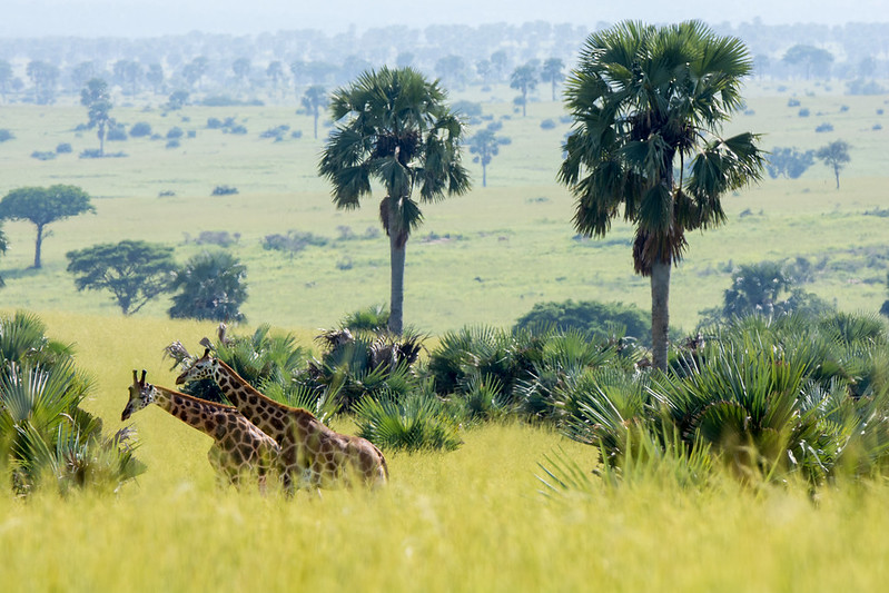 Budget travel in Uganda.