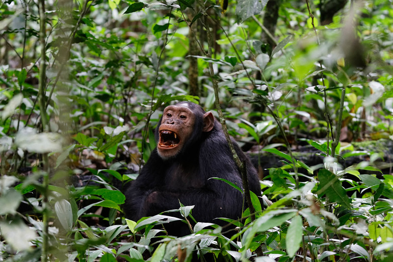 Gorilla and Chimpanzee habituation experience