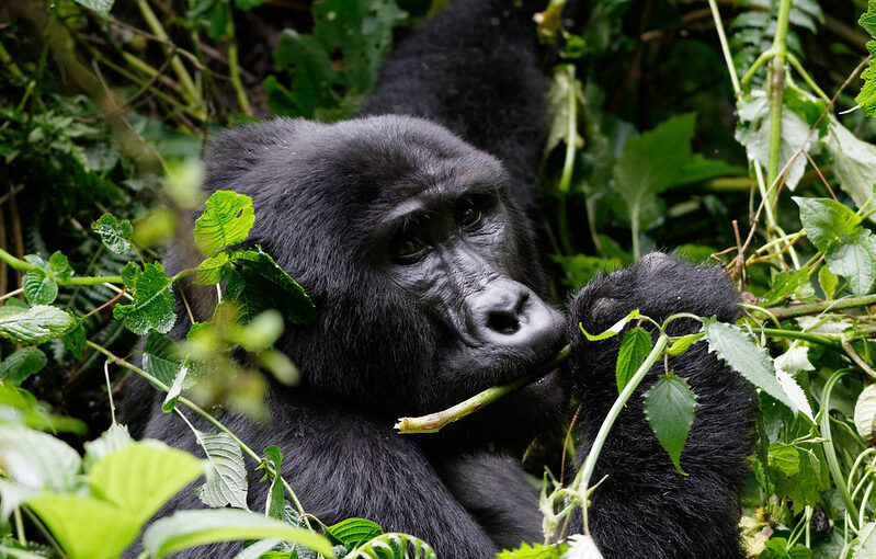 A planning guide for the gorilla trekking safari in Bwindi