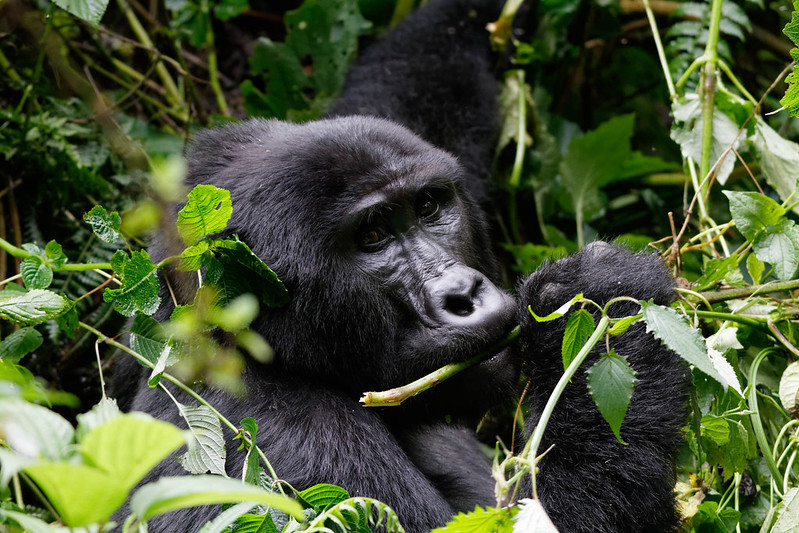 A planning guide for the gorilla trekking safari in Bwindi