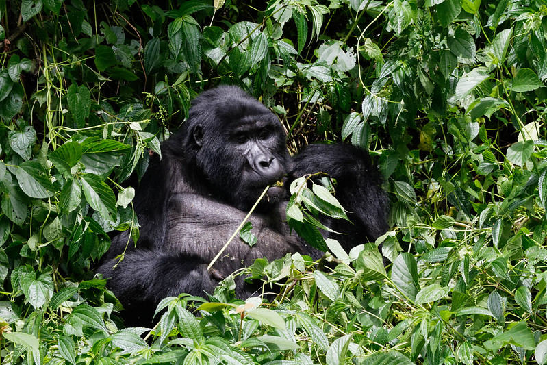 What are the travel options to Bwindi?