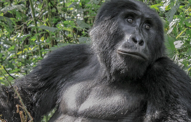 We Help You Secure Gorilla Permits.