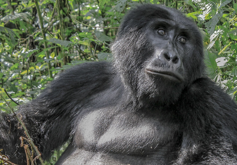 We Help You Secure Gorilla Permits.