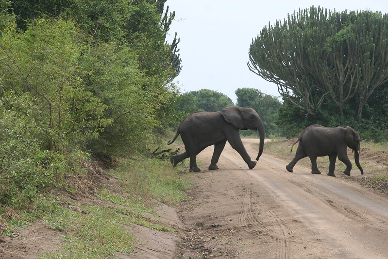 How to Get to Queen Elizabeth National Park.