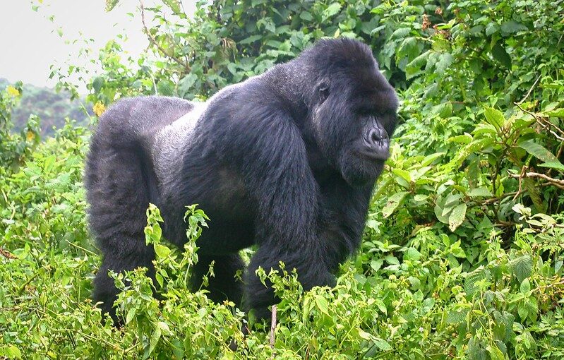 How difficult is Gorilla habituation experience?