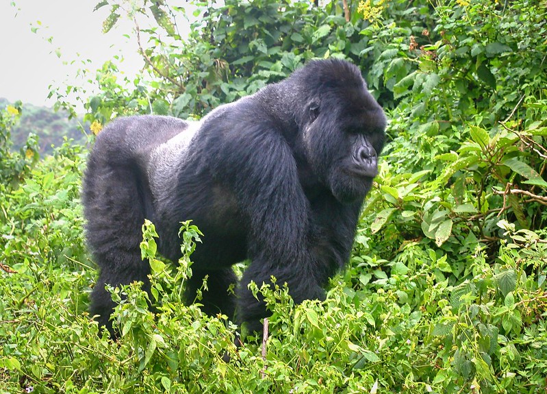 How difficult is Gorilla habituation experience?