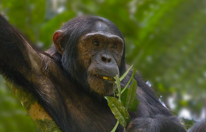 Chimpanzee trekking in Uganda.