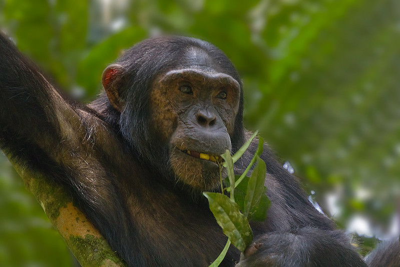 Chimpanzee trekking in Uganda.