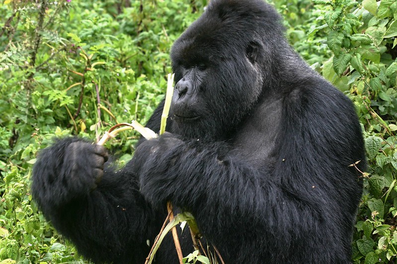  How difficult is Gorilla habituation experience?