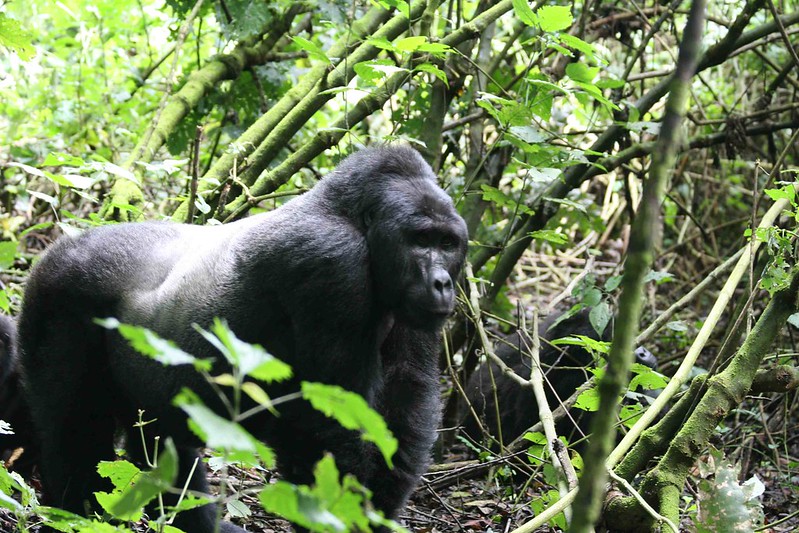 Uganda safari trips