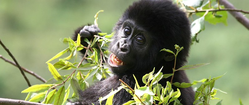 New year’s Gorilla tracking safari