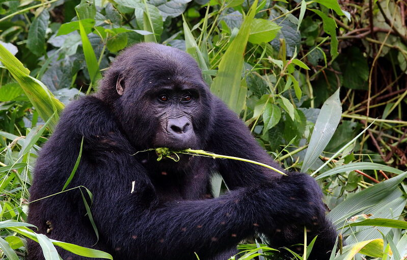 Best region for gorilla trekking in Bwindi.