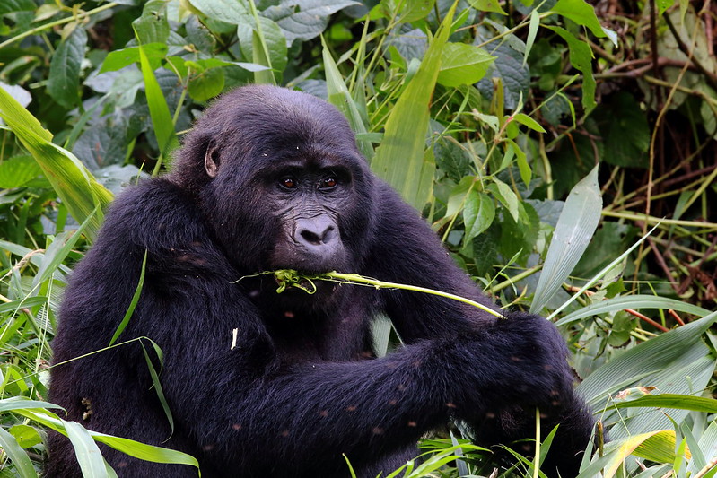 Best region for gorilla trekking in Bwindi.