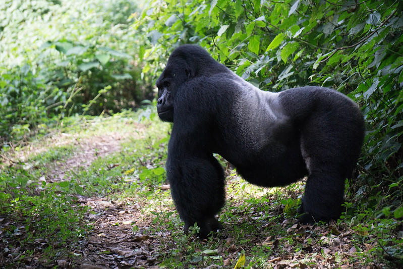 Iconic primate tracking safari holiday.