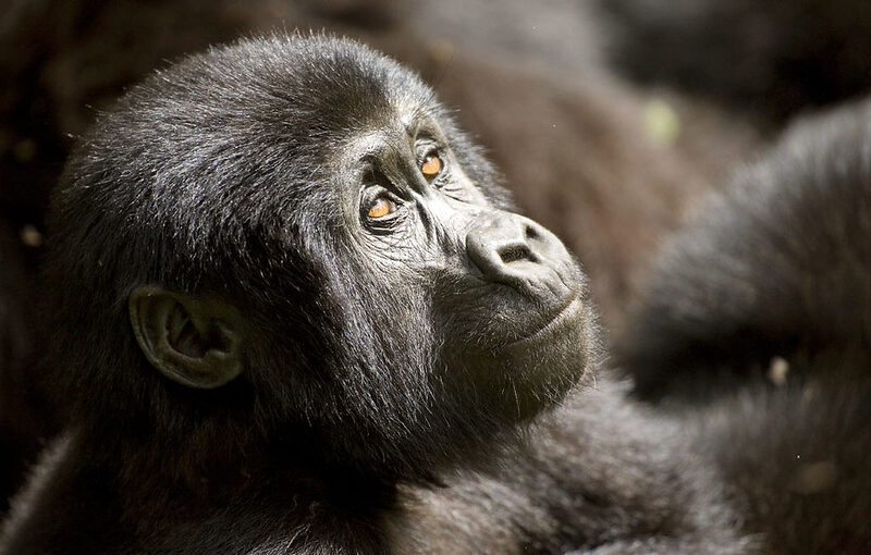 How many Gorilla permits available in Uganda Daily?