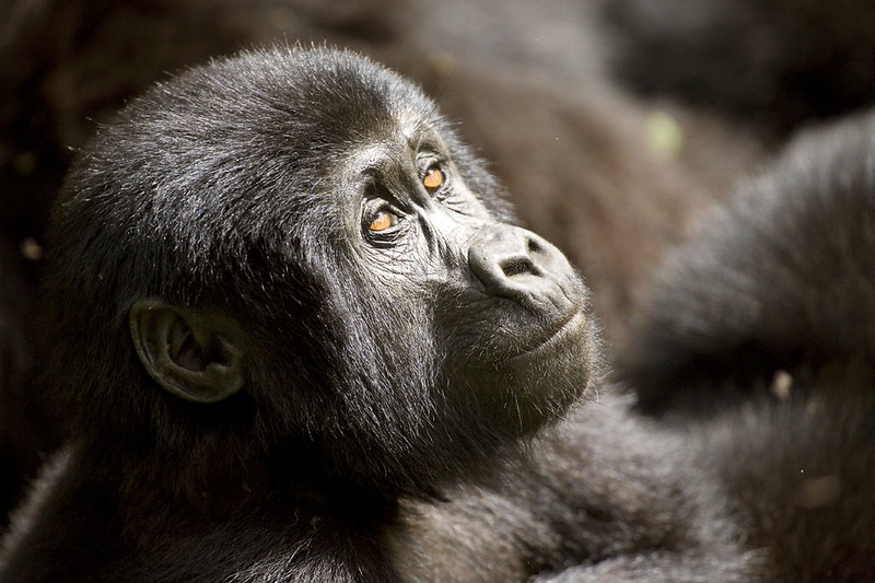 How many Gorilla permits available in Uganda Daily?