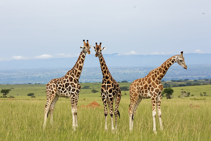 Visit Uganda Safaris and Holidays