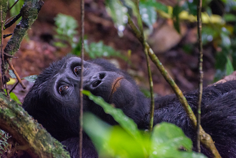  Better to Drive or Fly from Entebbe to Bwindi Forest.