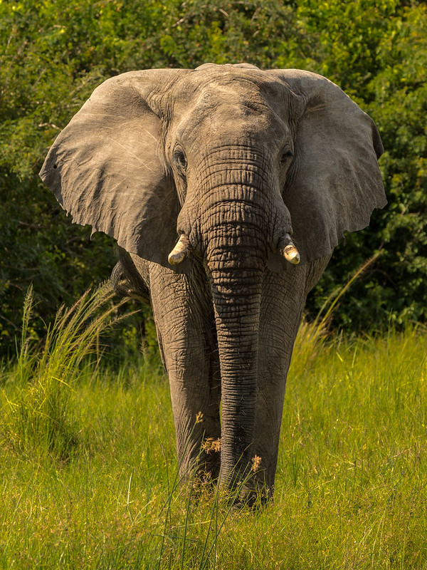 How to Get to Murchison Falls National Park