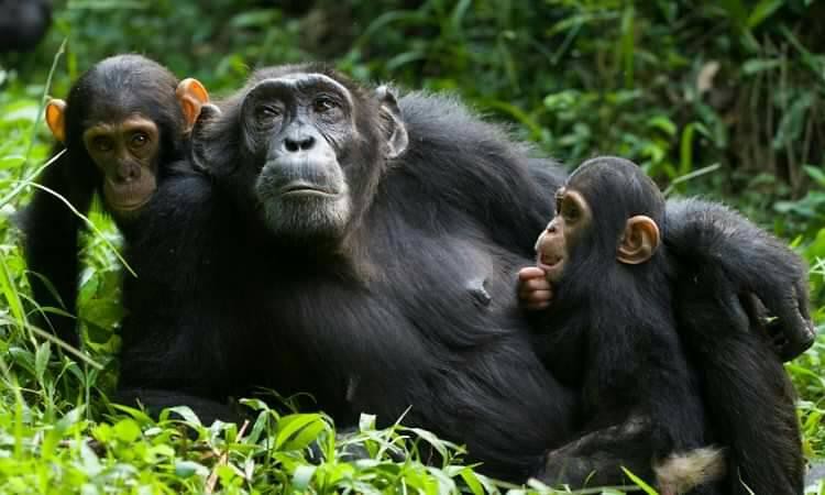 Chimpanzee trekking in Uganda.