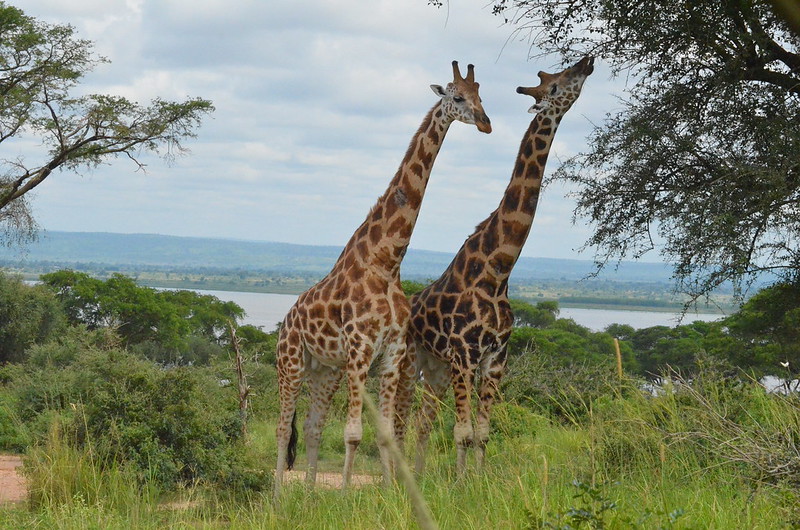 Budget travel in Uganda.