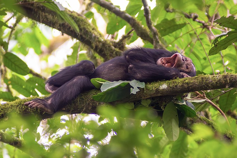 Kalinzu forest chimpanzee permits.