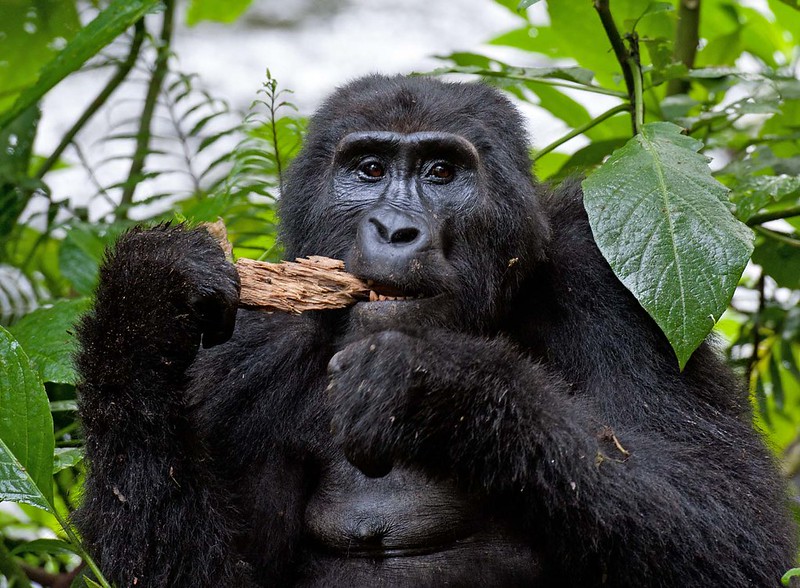 Gorilla and Chimpanzee habituation experience