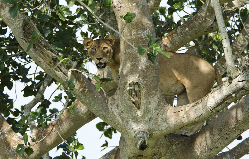 Queen Elizabeth National Park.