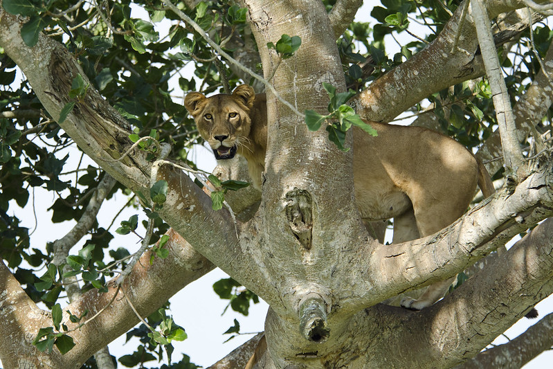 Queen Elizabeth National Park.