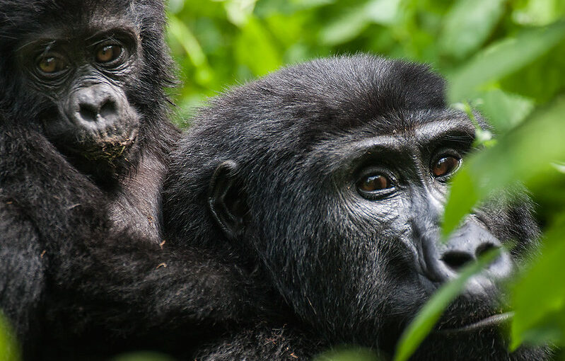 Booking Gorilla habituation experience permit.