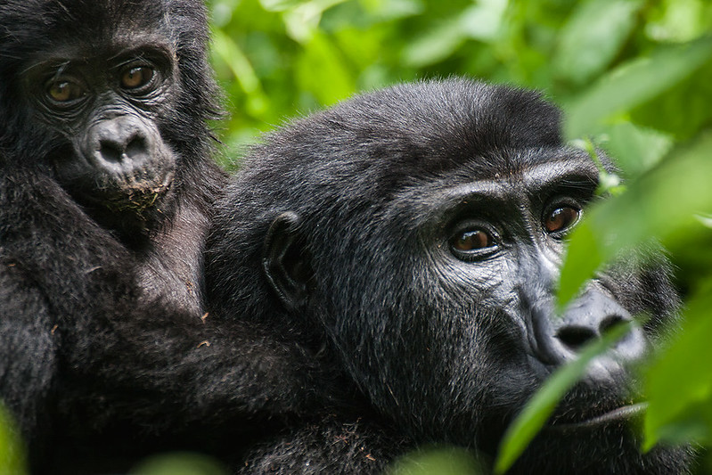 Booking Gorilla habituation experience permit.