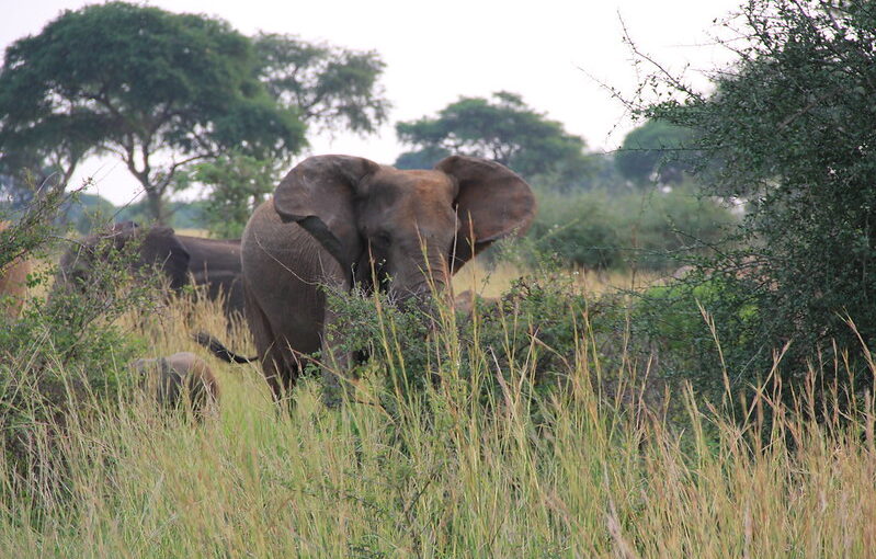 Uganda safari trips