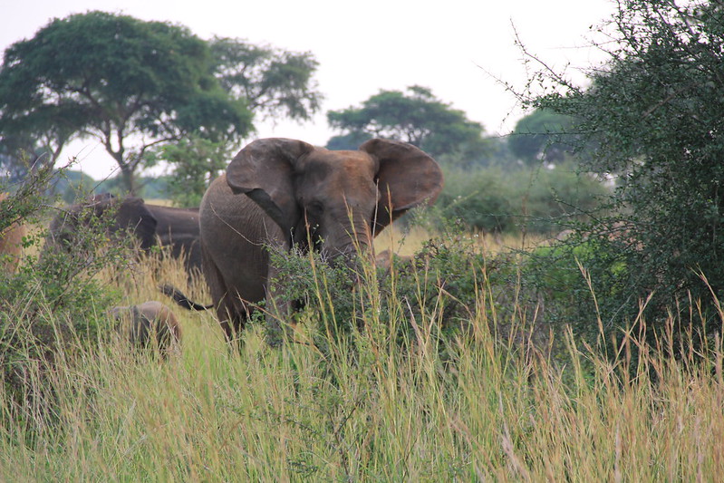 Uganda safari trips