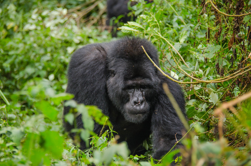 Best region for gorilla trekking in Bwindi.